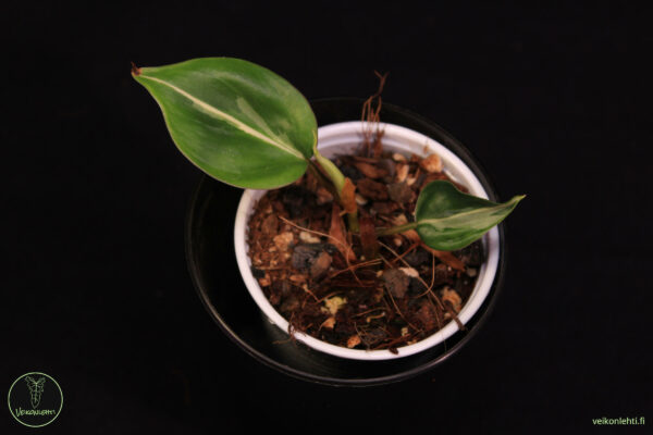 Philodendron Hederaceum Silver Stripe - Image 2