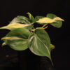 Philodendron Hederaceum Silver Stripe