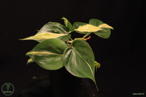 Philodendron Hederaceum Silver Stripe