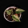 Philodendron Hederaceum Variegata - Image 2