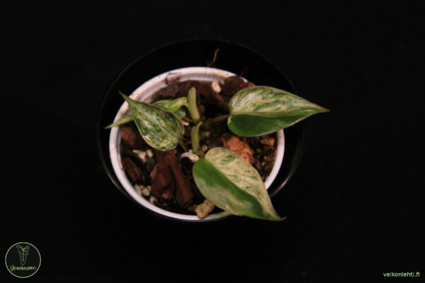 Philodendron Hederaceum Variegata - Image 2