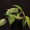 Philodendron Hederaceum Variegata