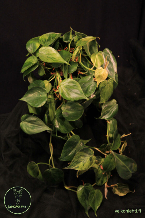 Philodendron Hederaceum Variegata