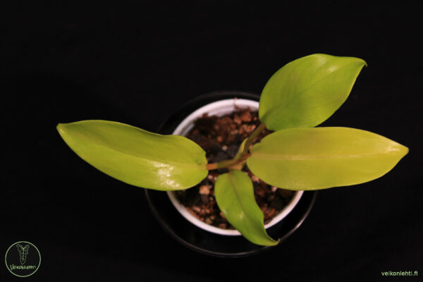 Philodendron Malay Gold