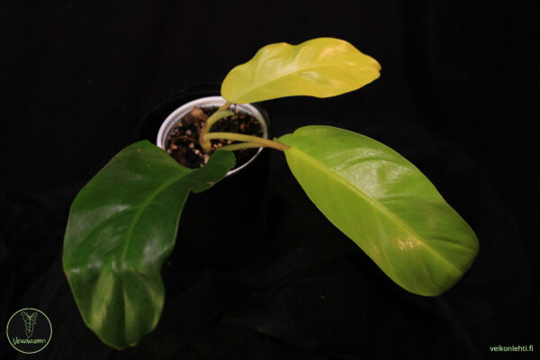 Philodendron Malay Gold