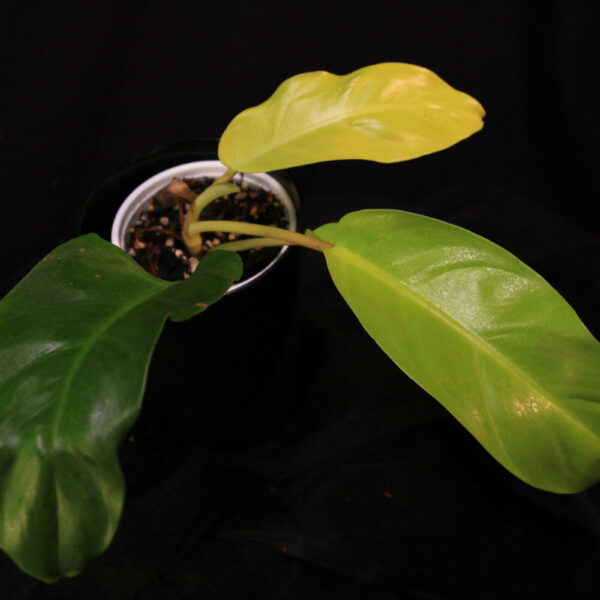 Philodendron Malay Gold