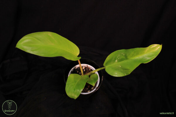 Philodendron Malay Gold