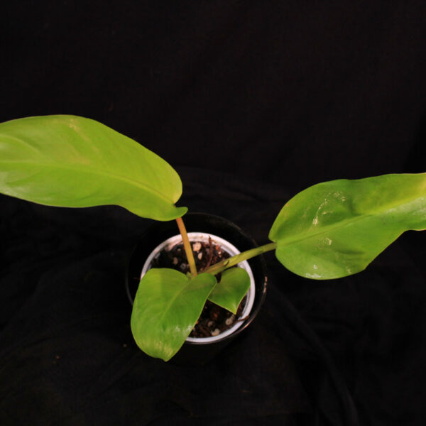 Philodendron Malay Gold