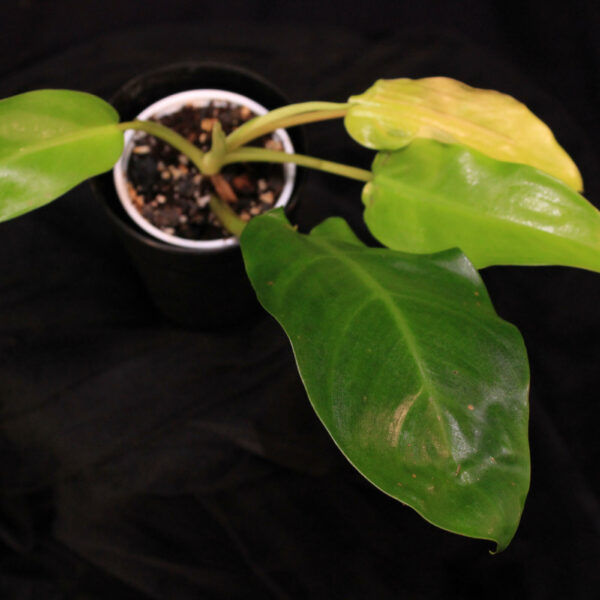 Philodendron Malay Gold