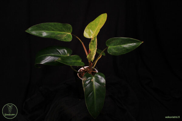 Philodendron Painted Lady