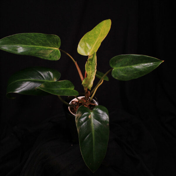 Philodendron Painted Lady