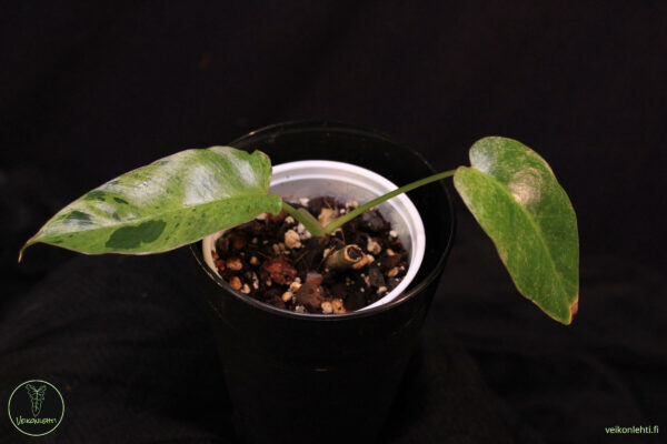 Philodendron Paraiso Verde