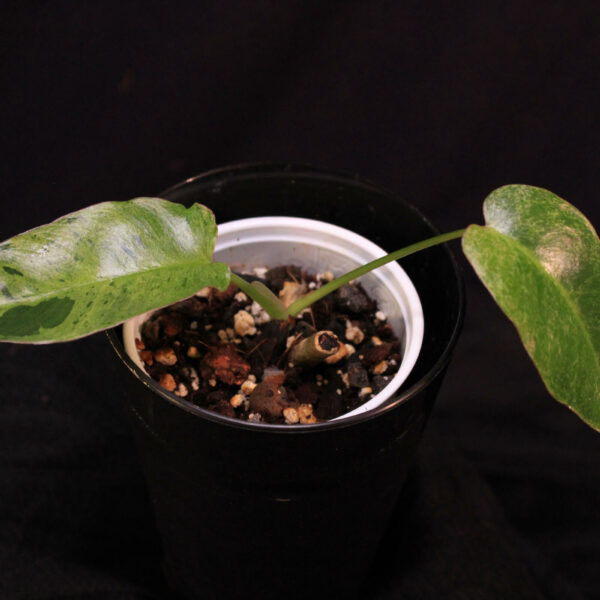 Philodendron Paraiso Verde