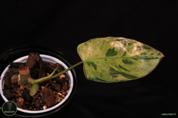 Philodendron Paraiso Verde