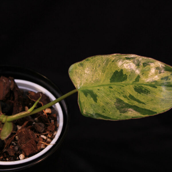 Philodendron Paraiso Verde
