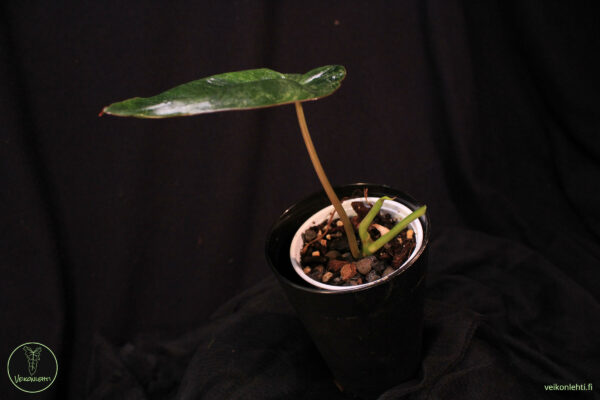 Philodendron Paraiso Verde
