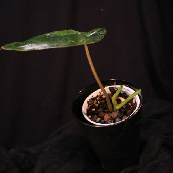 Philodendron Paraiso Verde