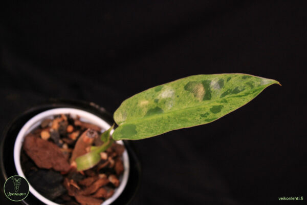 Philodendron Paraiso Verde