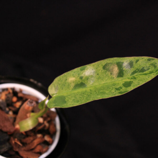 Philodendron Paraiso Verde