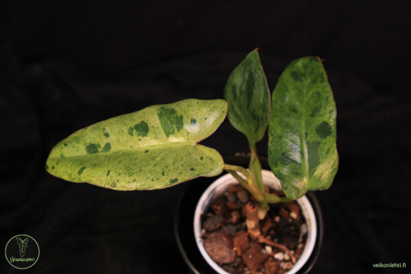 Philodendron Paraiso Verde