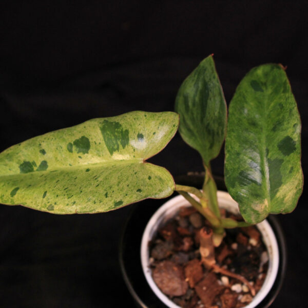 Philodendron Paraiso Verde