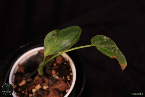 Philodendron Paraiso Verde