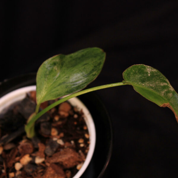 Philodendron Paraiso Verde
