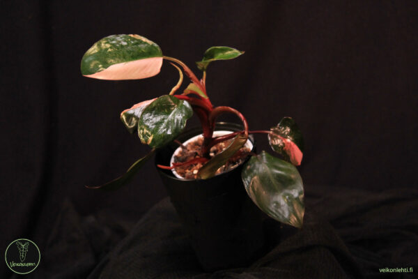Philodendron Pink Princess