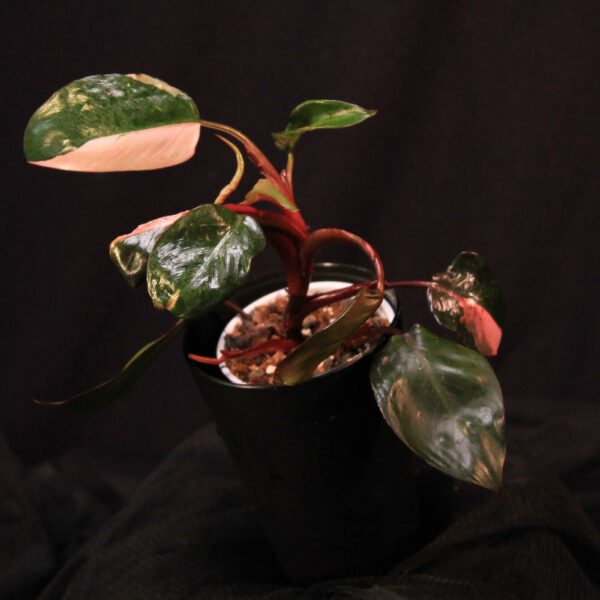 Philodendron Pink Princess