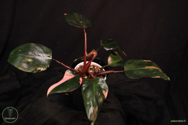 Philodendron Pink Princess