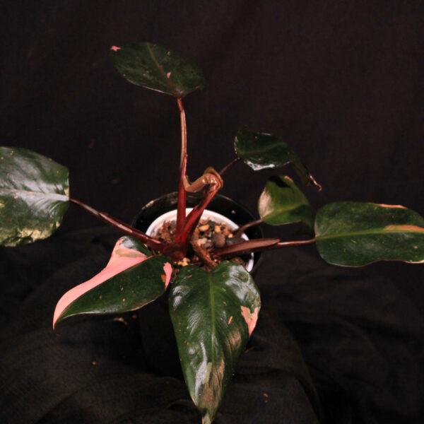 Philodendron Pink Princess