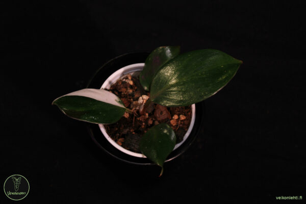 Philodendron White Knight