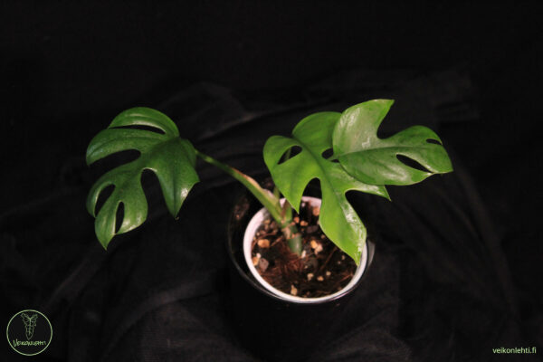 Rhaphidophora Tetrasperma