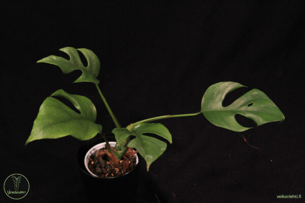 Rhaphidophora Tetrasperma