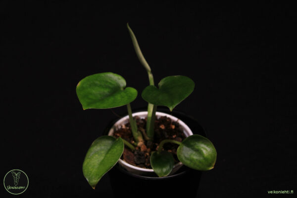 Scindapsus Jade Satin