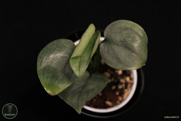 Scindapsus Silver Hero
