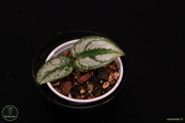 Scindapsus Silver Princess
