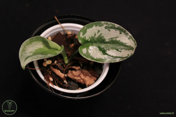 Scindapsus Silver Princess