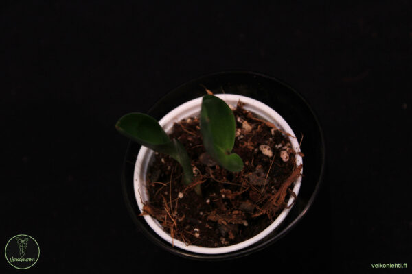 Scindapsus Treubii Dark Form