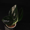 Scindapsus Treubii Dark Form - Image 2