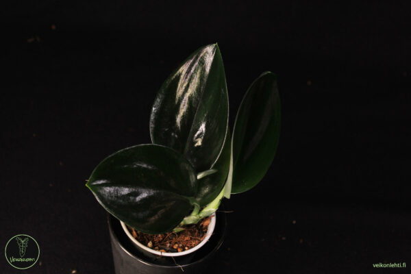 Scindapsus Treubii Dark Form - Image 2