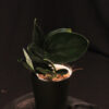 Scindapsus Treubii Dark Form