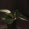 Scindapsus Treubii Dark Form