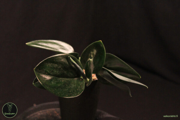 Scindapsus Treubii Dark Form