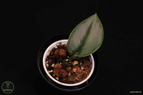 Scindapsus Treubii Moonlight - Image 2