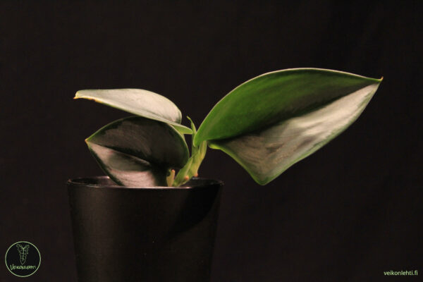 Scindapsus Treubii Moonlight