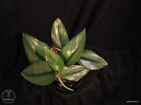 Scindapsus Treubii Moonlight