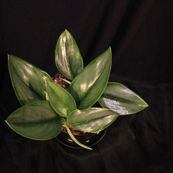 Scindapsus Treubii Moonlight