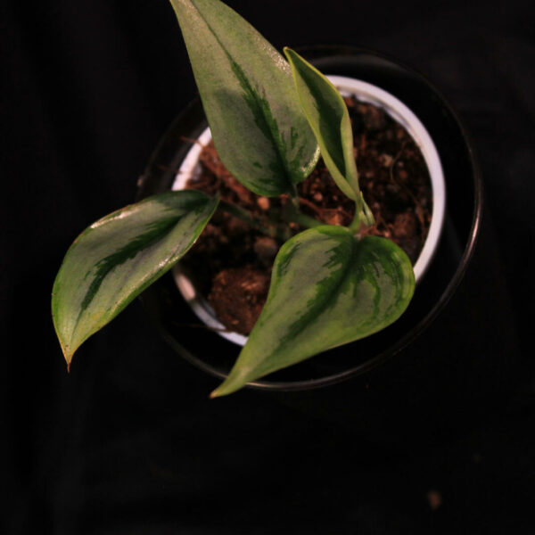 Scindapsus Treubii Silver Narrow