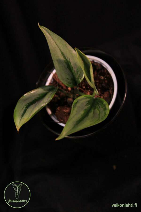 Scindapsus Treubii Silver Narrow